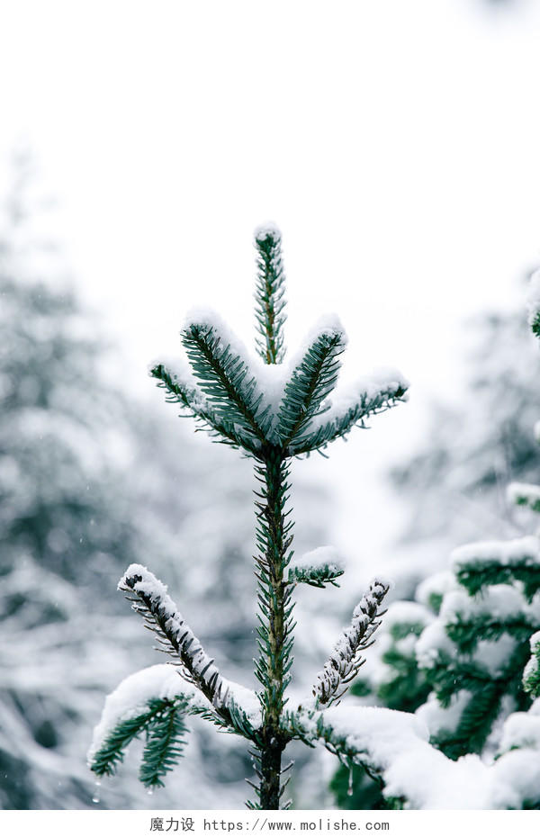 冬季雪花下雪杉树